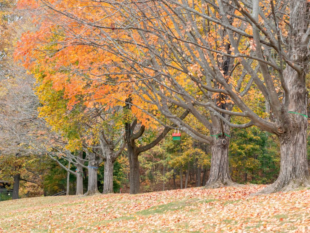 A photo of maples trees in full fall folliage at Bancroft School in Worcester, MA.